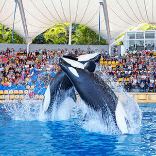 LORO PARQUE