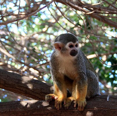 MONKEY PARK